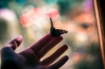 Cropped hand holding butterfly against window