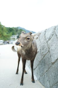 View of an animal against clear sky