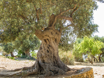 Trees growing outdoors