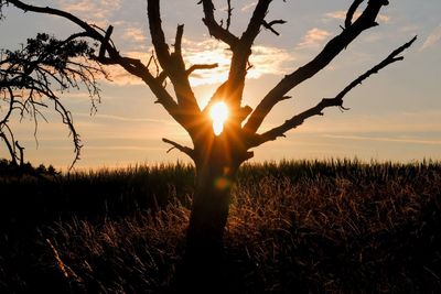 Silhouette bare tree on field against sky