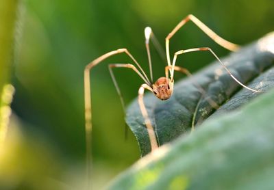 Close-up of insect on leaf