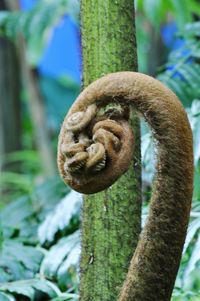 Close-up of lizard on tree