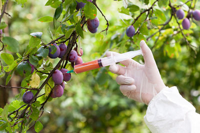 Cropped hand of scientist injecting syringe in fruit on branch