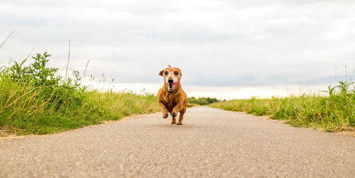 Dog standing on road amidst land against sky