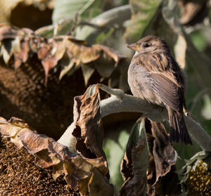 Close-up of sparrow perching on wilted sunflower