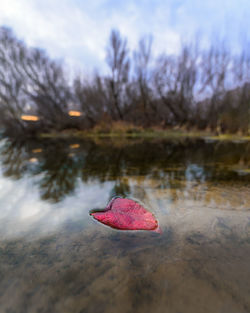 Close-up of red leaf floating on lake