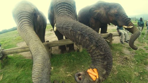 Elephant on field