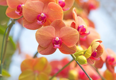 Close-up of pink flowering plants