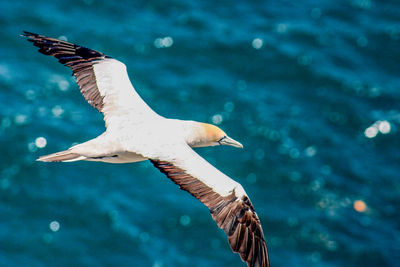 Seagull flying over sea