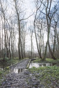 Bare trees on landscape against sky