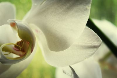 Close-up of white flowering plant