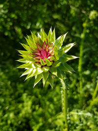 Close-up of flower blooming outdoors