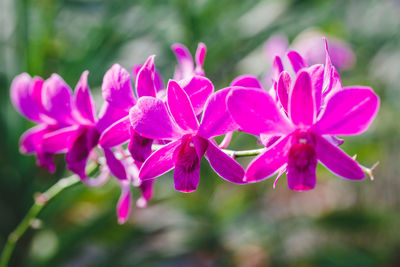 Close-up of pink flowers blooming outdoors