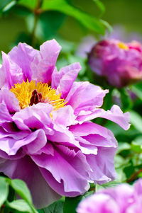 Close-up of honey bee on pink flower