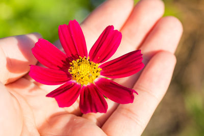 Close-up of hand holding red flower