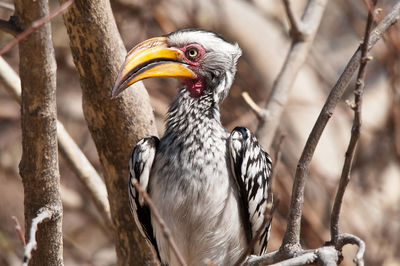 Bird looking