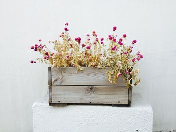 Close-up of pink flowers against white wall