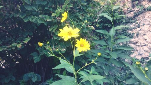 Close-up of yellow flowers blooming outdoors