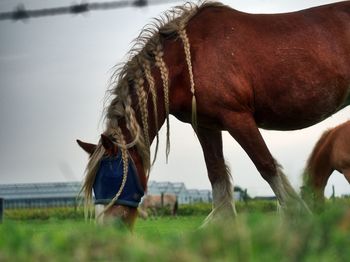 Horse grazing in field