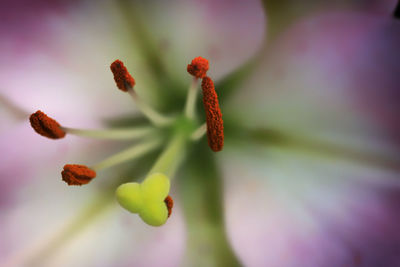 Close-up of flower against blurred background