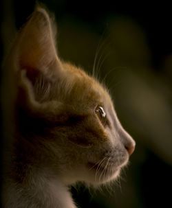 Close-up of cat looking away