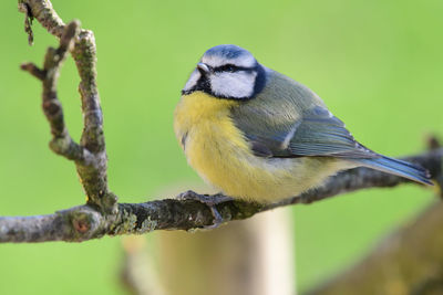 Portrait of a bluetit perched on a branch 