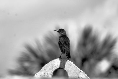 Close-up of bird perching on rock