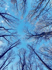 Low angle view of bare trees against blue sky