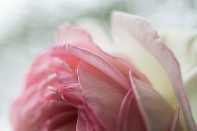 Close-up of pink rose blooming outdoors