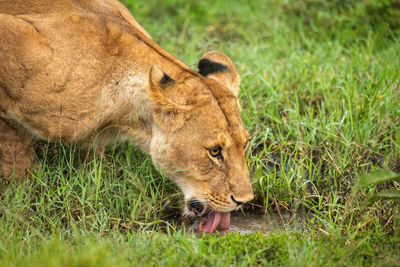 Close-up of lioness drinking from grassy puddle