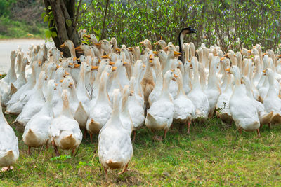 View of birds on field