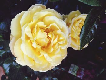 Close-up of yellow rose