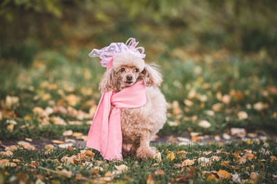 Portrait of dog on field