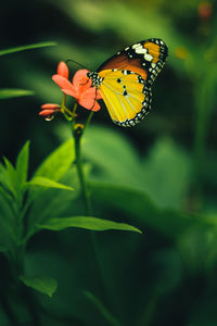 Close-up of butterfly pollinating flower