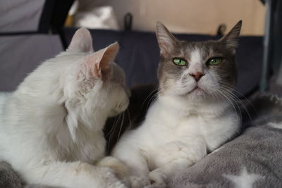 Close-up portrait of a cat