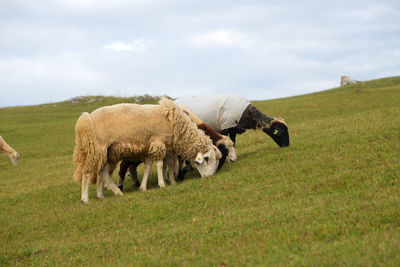 Sheep grazing in a field