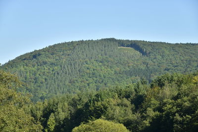 Scenic view of forest against clear sky