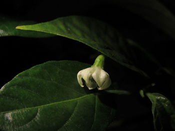 Close-up of insect on plant