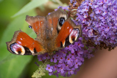 Close-up of butterfly pollinating on purple flower
