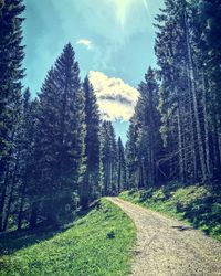 Pine trees by road in forest against sky