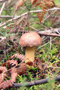 Close-up of mushroom growing in forest