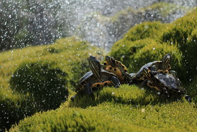 Turtles on grass with spraying water