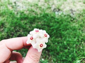 Close-up of hand holding flowers