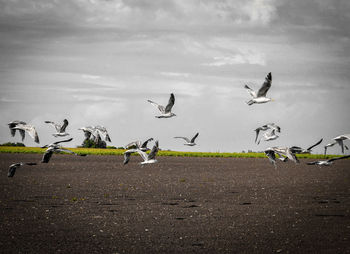 Flock of birds flying in the sky