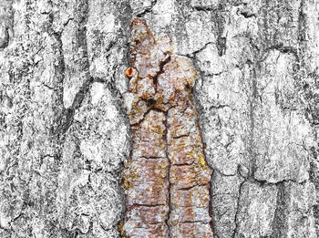 Close-up of lichen on tree trunk against wall