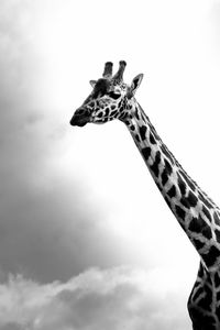 View of giraffe against sky