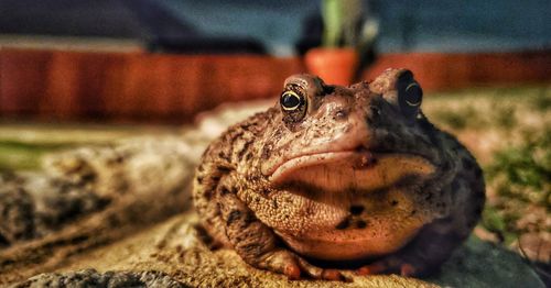 Cactus-crowned king toad 