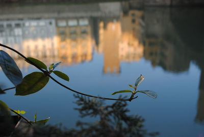 Close-up of plant against sky during sunset