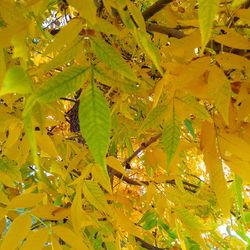 Low angle view of leaves