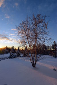 Bare trees on snow covered landscape